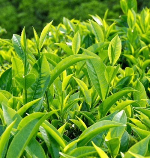 Trong lá trà xanh có chưa chất có khả năng tiêu viêm, loại bỏ gốc tự do và ức chế hoạt động của vi khuẩn gây hại cho làn da