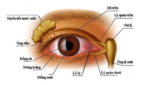 Giải phẫu mắt và các vị trí có thể thông để khắc phục tình trạng tắc tuyến lệ